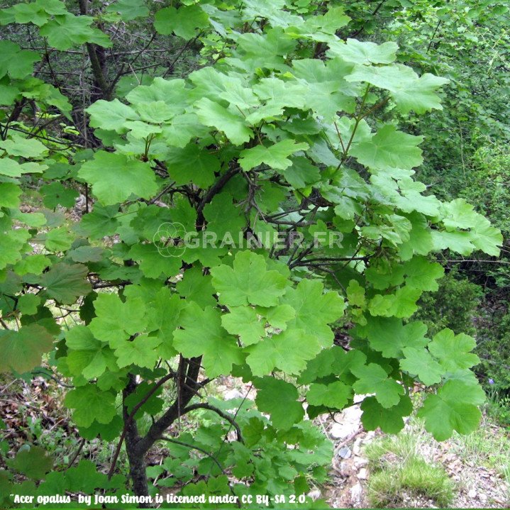 Érable à feuilles d'obier, Acer opalus image